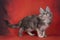 Fluffy cat Kuril Bobtail on a bright red background