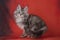 Fluffy cat Kuril Bobtail on a bright red background