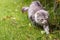 Fluffy cat with long hair outdoor in a garden, siberian purebred kitten. Female silver version