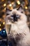 Fluffy cat next to a glass of champagne on the bokeh background. Cute Ragdoll cat with cozy Christmas lights.