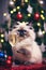 Fluffy cat next to a glass of champagne on the bokeh background. Cute Ragdoll cat with cozy Christmas lights.