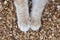 Fluffy cat paws on natural background of sawdust, ginger cat walking outdoors