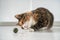 Fluffy cat play with toy ball from catnip catmint for healthy clean teeth at home. Pet lovers