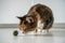Fluffy cat play with toy ball from catnip catmint for healthy clean teeth at home. Pet mental health