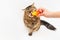 Fluffy cat plays with a yellow crocodile on a white background. Girl`s hand holding a toy