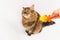 Fluffy cat plays with a yellow crocodile on a white background. Girl`s hand holding a toy