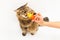 Fluffy cat plays with a yellow crocodile on a white background. Girl`s hand holding a toy