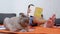 Fluffy Cat is Resting on Rug near Bare Outstretched Feet of a Reading Child