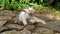 fluffy cat on the rocks in the park threw his leg over his head and look at the camera