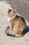 Fluffy cat sits on the track and basks in the spring sun