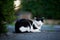 Fluffy cat sleeping on the road