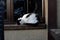 Fluffy cat sleeping on the street curled up by the window