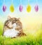 Fluffy cat in sunny garden grass looking at hanging easter eggs