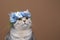 fluffy cat wearing blue flower crown on head looking up curiously