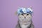 fluffy cat wearing blue flower crown on purple background portrait