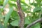 Fluffy caterpillar, with bright red dots crawling along the bush.