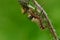 Fluffy caterpillar butterfly on a thistle stalk summer morning