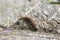 Fluffy caterpillar with many legs crawling on a wooden table