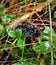 Fluffy caterpillar in raindrops in grass close-up