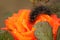 Fluffy caterpillar on a scarlet rose
