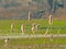 Fluffy cattail reed flowers