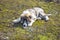 Fluffy Caucasian shepherd dog is lying on the ground