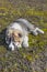 Fluffy Caucasian shepherd dog is lying on the ground