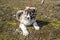 Fluffy Caucasian shepherd dog is lying on the ground