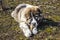 Fluffy Caucasian shepherd dog is lying on the ground