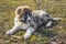 Fluffy Caucasian shepherd dog is lying on the ground and gnawing