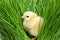 Fluffy chick on green grass