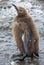 Fluffy chick of a king penguin