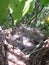 Fluffy Chicks birds in a nest in the branches of a tree hatched