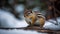 Fluffy chipmunk sitting on branch, eating winter food outdoors generated by AI