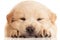 Fluffy Chow-chow puppy, isolated over white