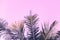 Fluffy coco palm tree leaf on sky background. Palm pink toned photo.