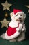 Fluffy Coton Tulear dog with a Christmas hat on the background of stars decorations