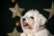 Fluffy Coton Tulear dog with a Christmas robe on the background of stars decorations