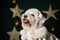 Fluffy Coton Tulear dog with a Christmas robe on the background of stars decorations