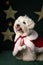 Fluffy Coton Tulear dog with a Christmas robe on the background of stars decorations