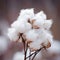 Fluffy cotton on the field, ready for picking