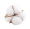 Fluffy cotton flower of cotton plant on a white background