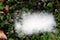 Fluffy Cotton Wood Seed