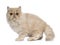 Fluffy cream Persian cat kitten, isolated on white background