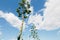 A fluffy crown of a blooming agave against the background of a blue sky, clouds and two flying birds.