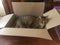 Fluffy cuddly male Tabby cat in box