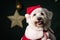 Fluffy cute Coton Tulear dog with a Christmas hat on the background of stars decorations