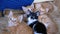 Fluffy Cute Four Kittens Lie on the Couch at Home and at Same Time Fun to Look Around