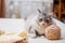 Fluffy cute gray cat lies among skeins of yarn, licks its lips