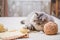 Fluffy cute gray cat playing fun with balls of yarn tangled threads